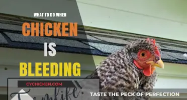 Handling Bleeding Chicken: Quick Tips for Safe and Proper Care