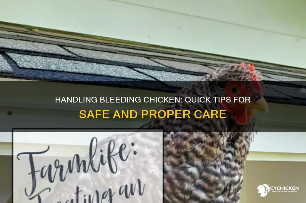 what to do when chicken is bleeding
