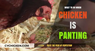 Helping Panting Chickens: Quick Tips for Concerned Poultry Owners