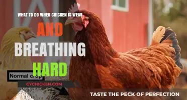 Aid Your Chicken's Difficult Breathing with These Steps