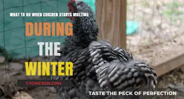 Winter Chicken Care: Molting Management