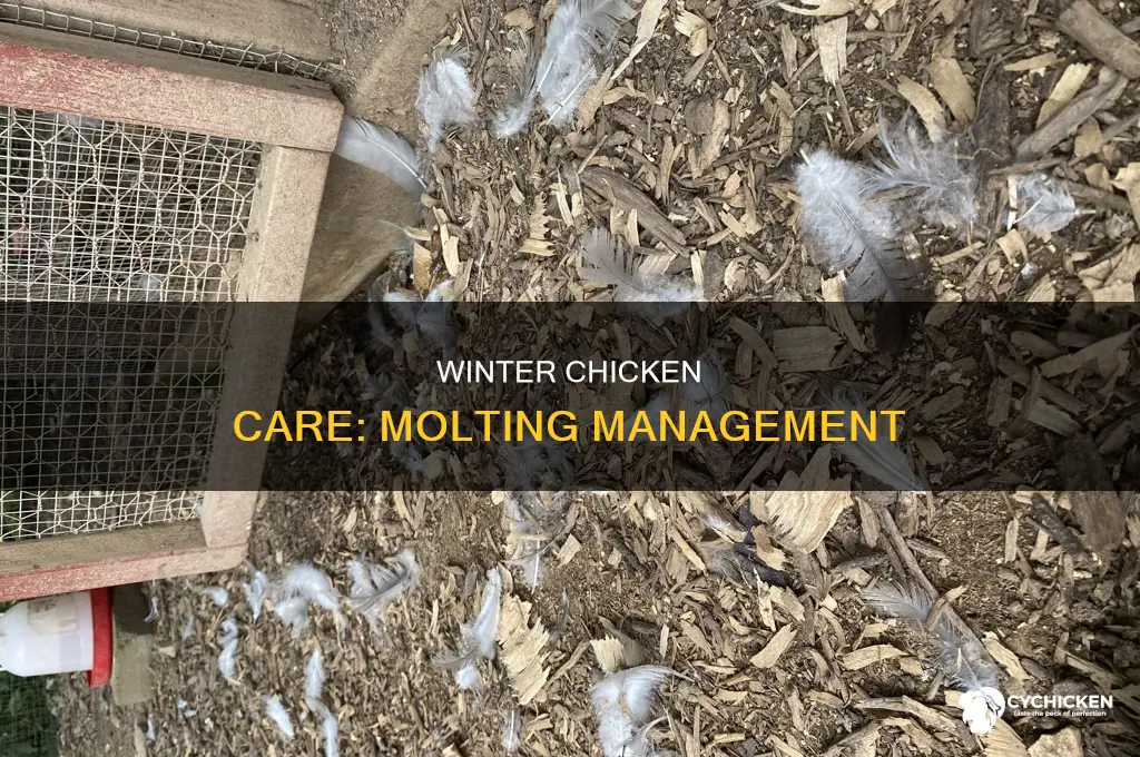 what to do when chicken starts molting during the winter