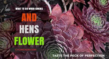 Caring for Flowering Chicks and Hens: Tips for Healthy Blooms