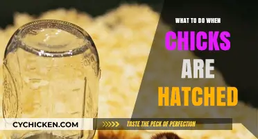 Caring for Newborn Chicks: Essential Steps After Hatching