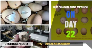 Troubleshooting Guide: Chicks Not Hatching on Day 22