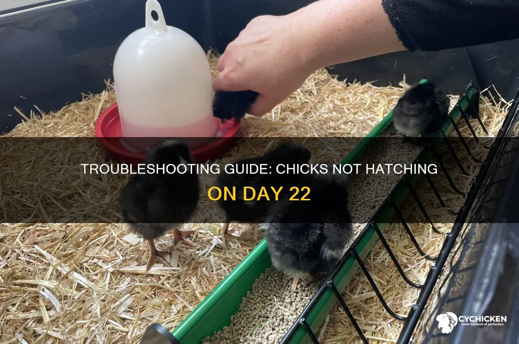 what to do when chicks don