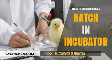 Caring for Newborn Chicks: Post-Hatching Steps in the Incubator