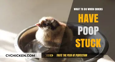 Chick Poop Problems: Quick Solutions for Stuck Droppings in Chicks