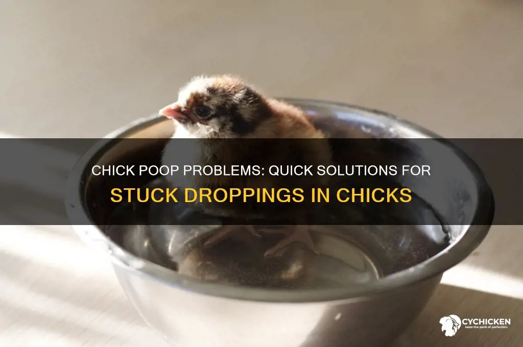 what to do when chicks have poop stuck