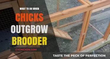 Transitioning Chicks: Moving Beyond the Brooder to a Spacious Coop