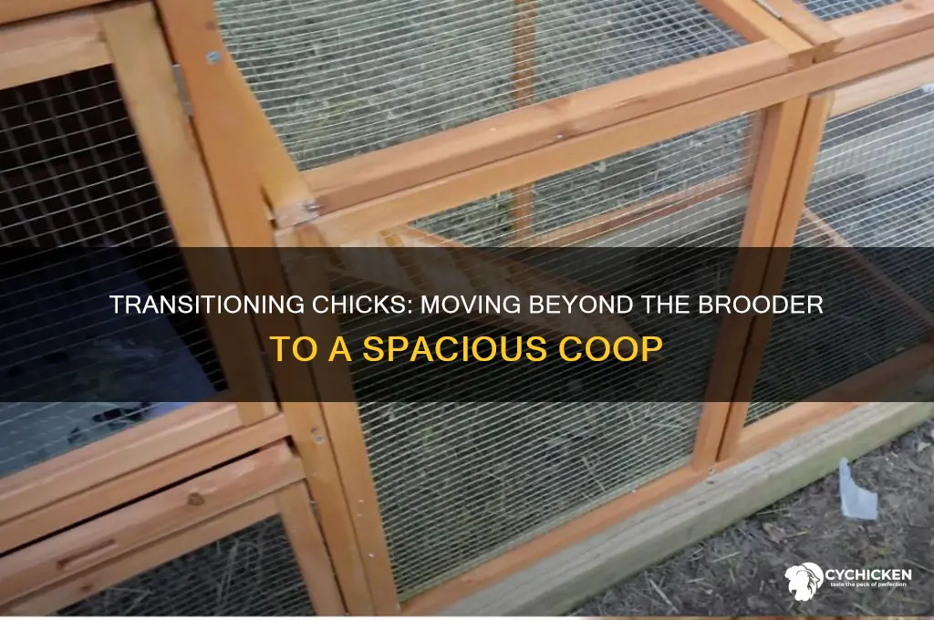what to do when chicks outgrow brooder