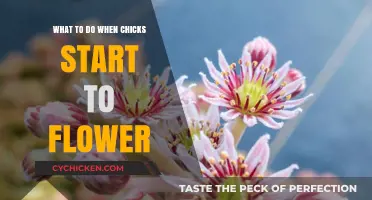Caring for Flowering Chicks: Essential Tips for Healthy Growth and Development