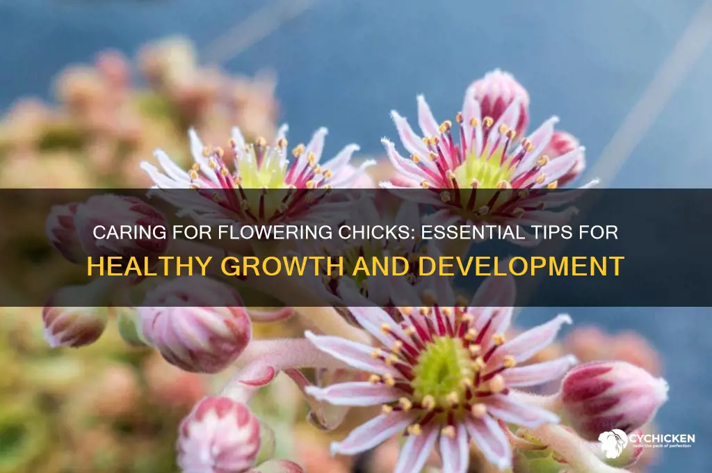what to do when chicks start to flower