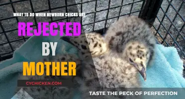 Saving Rejected Chicks: Quick Steps to Take