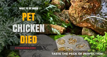 Coping with the Loss of Your Beloved Pet Chicken: A Guide