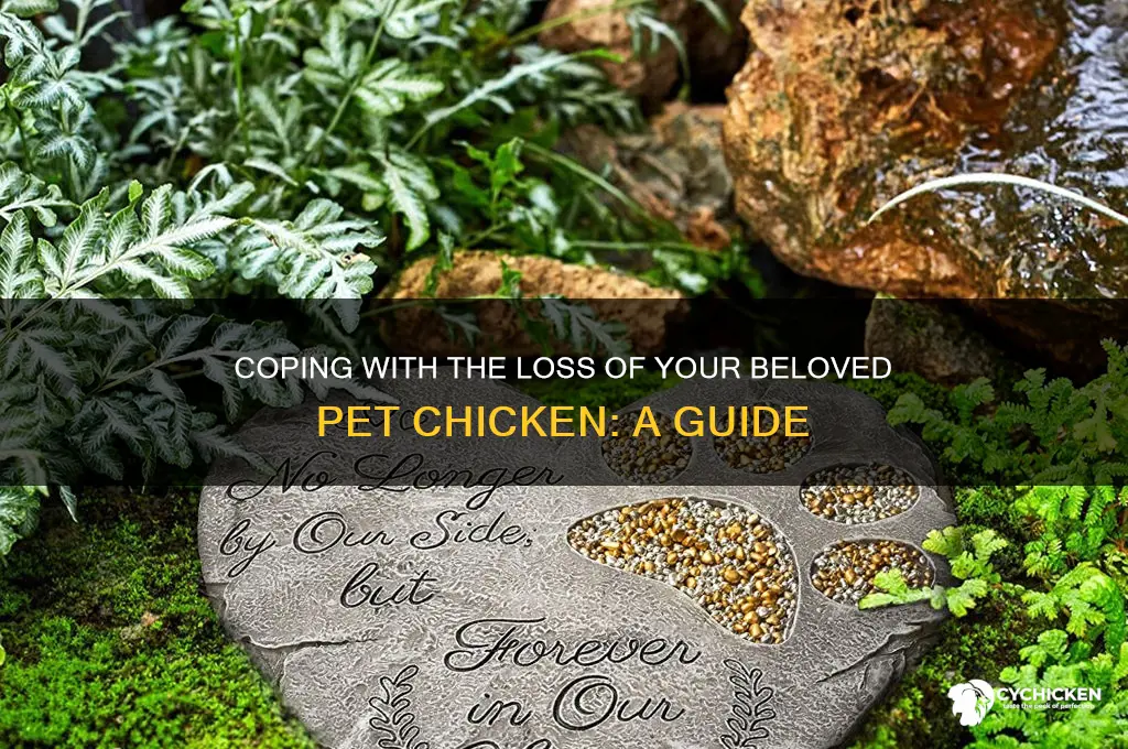 what to do when pet chicken died