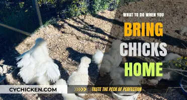 Welcoming Your New Chicks: Essential Care Tips for a Happy Flock