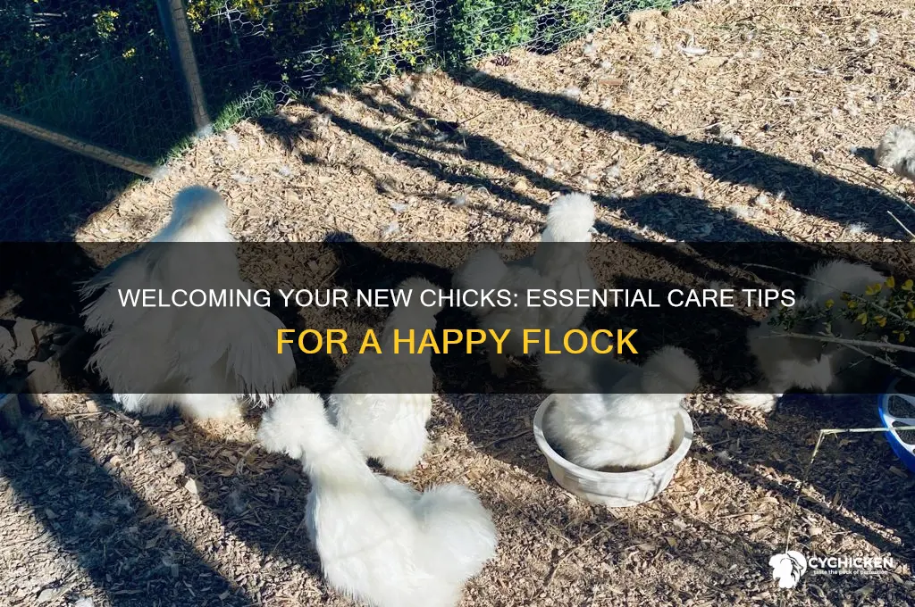 what to do when you bring chicks home