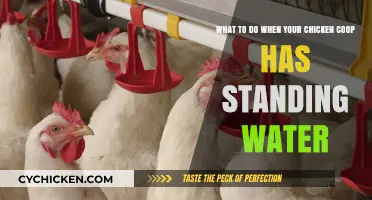 Effective Solutions for Standing Water in Your Chicken Coop