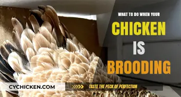 Broody Hen Solutions: Tips to Manage and Support Your Chicken