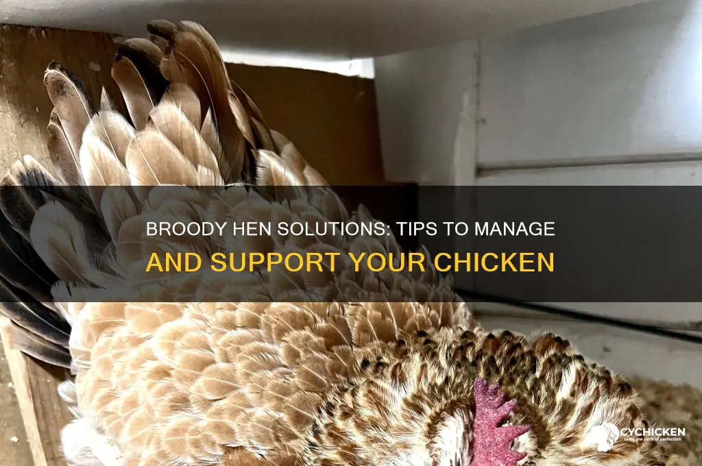 what to do when your chicken is brooding