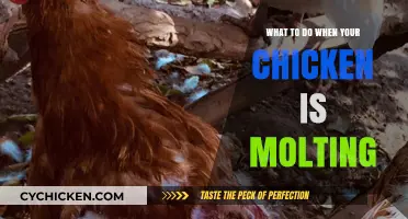 Caring for Molting Chickens: Tips to Ease Feather Shedding