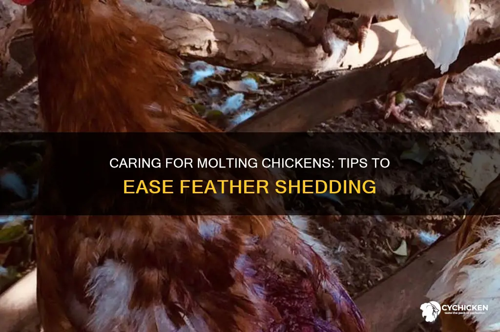 what to do when your chicken is molting