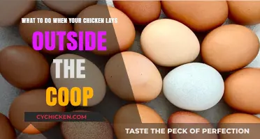 Free-Range Surprises: Handling Hens That Lay Outside the Coop