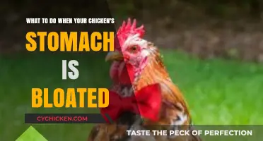 Treating a Bloated Chicken: Quick Action, Simple Steps