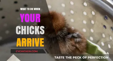 Welcoming Your New Chicks: Essential Tips for a Smooth Arrival