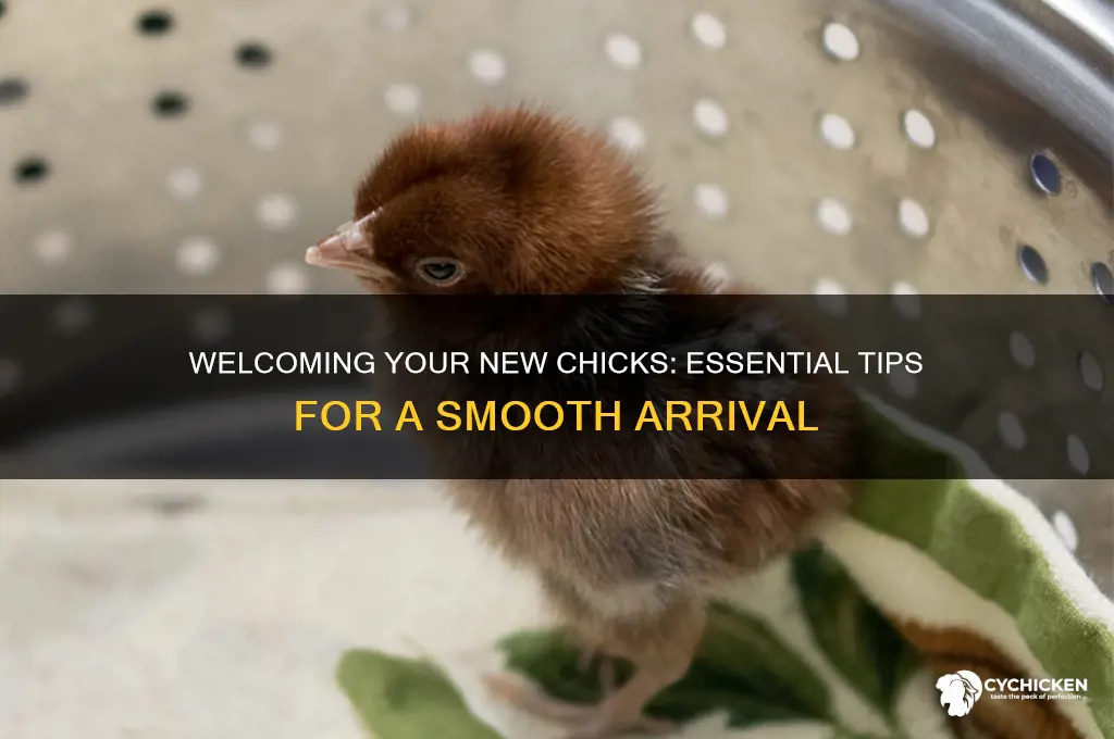 what to do when your chicks arrive