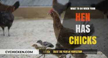 Caring for Your Hen and Her Chicks: Essential Tips for Success