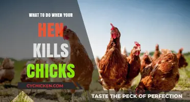 Hen Aggression: How to Handle Chick Loss and Prevent Future Attacks