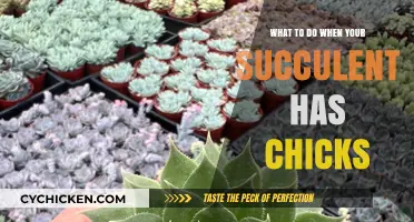 Caring for Succulent Chicks: Tips for Healthy Propagation and Growth