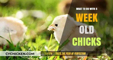 Caring for 5-Week-Old Chicks: Essential Tips for Healthy Growth
