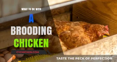 Caring for Broody Hens: Tips to Manage and Support Your Chicken's Instincts