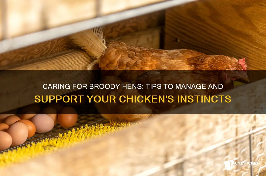 what to do with a brooding chicken