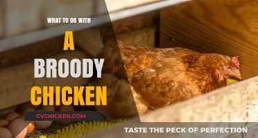 Managing a Broody Chicken: Tips for Happy Hens and Healthy Eggs