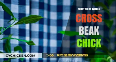 Caring for Cross Beak Chicks: Essential Tips and Gentle Solutions
