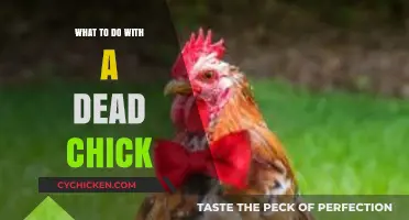Handling a Dead Chick: Compassionate and Practical Steps to Take