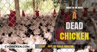 Handling a Dead Chicken: Safe Disposal and Practical Steps