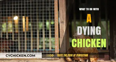 Compassionate Care: Steps to Comfort a Dying Chicken at Home