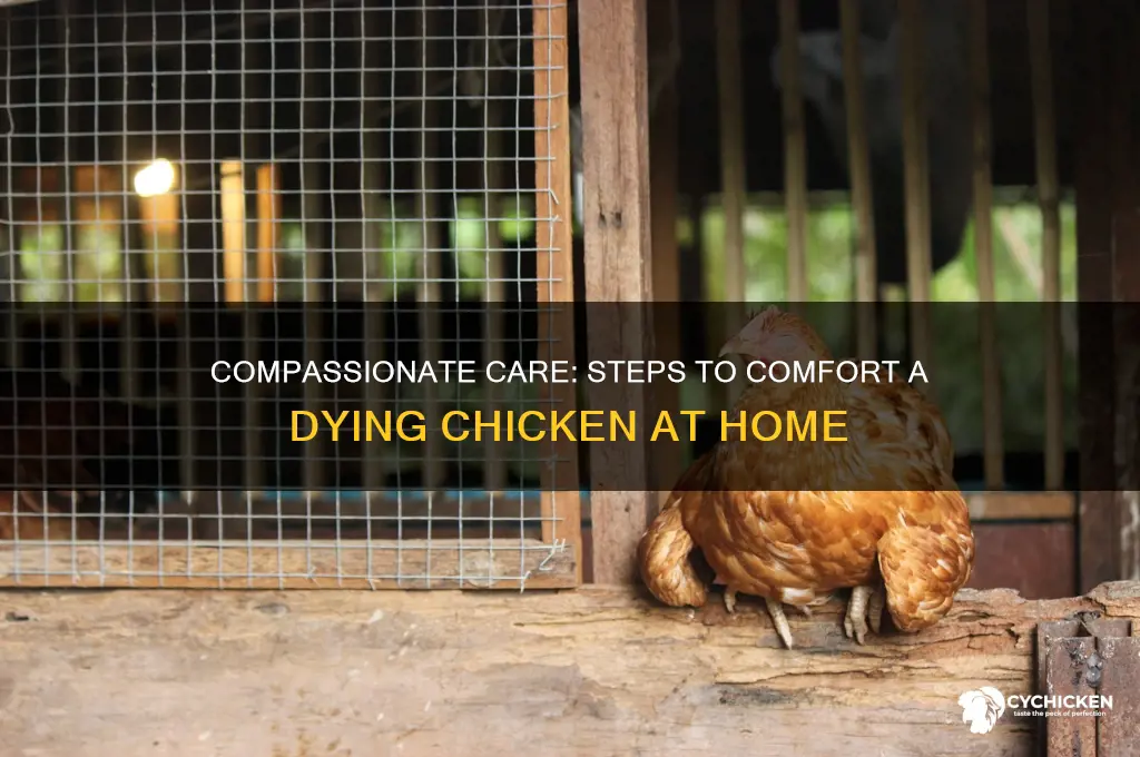 what to do with a dying chicken