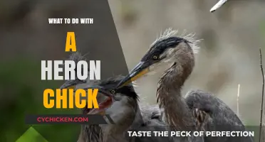 Caring for Heron Chicks: Essential Steps and Wildlife Guidance