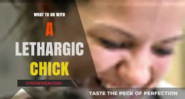 Revitalizing Lethargic Chicks: Essential Care Tips for Weak Poultry