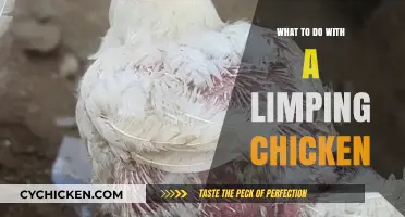 Helping Your Limping Chicken: Care Tips and Recovery Strategies