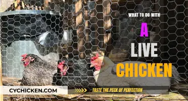 Caring for a Live Chicken: Essential Tips and Creative Ideas