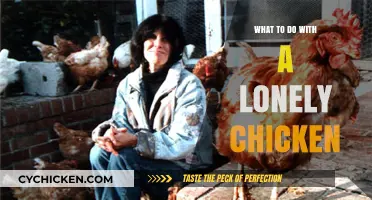 Caring for a Solo Chicken: Tips to Keep Your Lonely Hen Happy