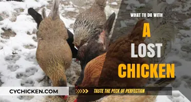 Finding and Caring for a Lost Chicken: A Step-by-Step Guide