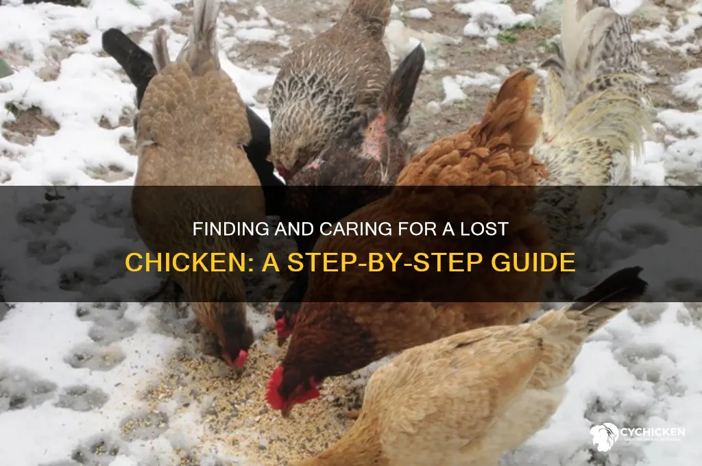 what to do with a lost chicken